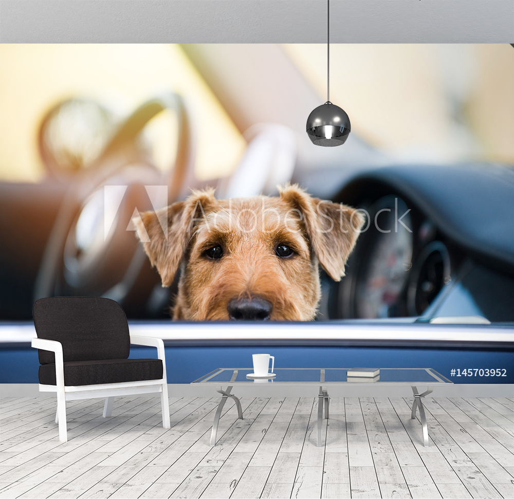Picture of Hund im Auto